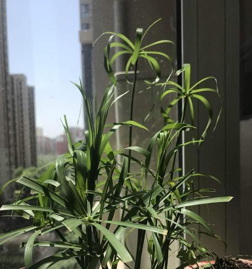 水竹养殖全攻略（从选种到管理）