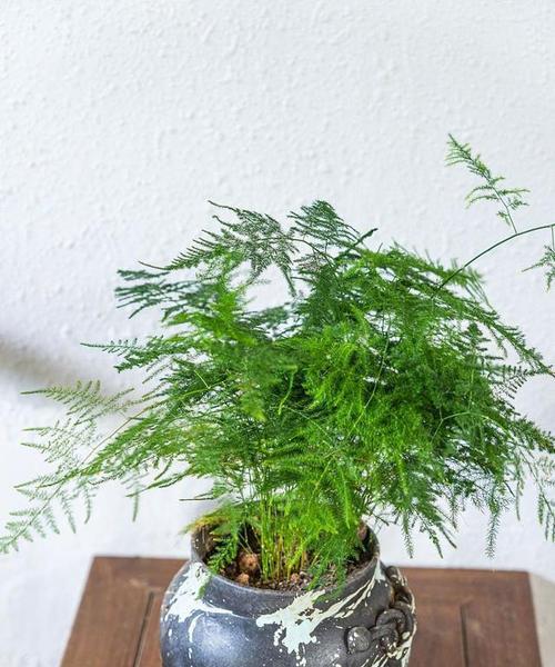如何养护水竹使其生长茁壮（科学护理）