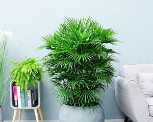 水棕竹的水养之道（一种简单易行的养殖方法）