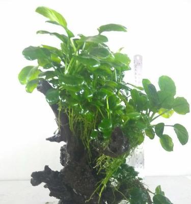 水榕养殖指南（掌握好养殖方法和注意事项）