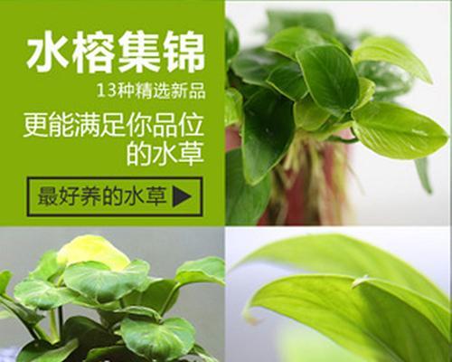 水榕养殖指南（掌握好养殖方法和注意事项）
