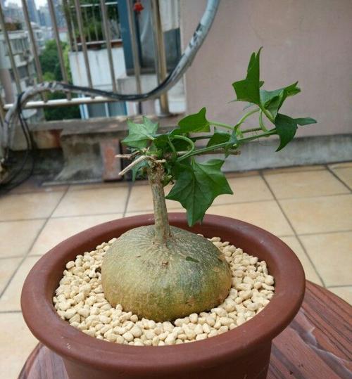 睡布袋之养长技巧（掌握这些关键点）