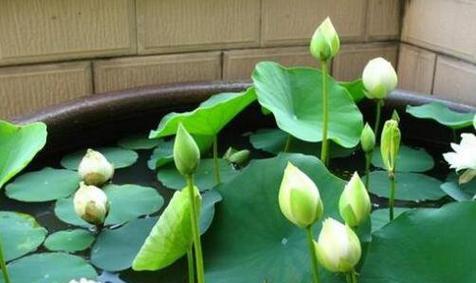 如何种植睡莲（时间）