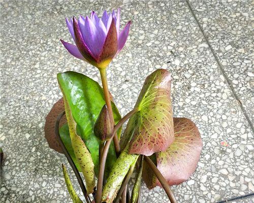 睡莲花骨朵的生长之谜（从种植到开花）