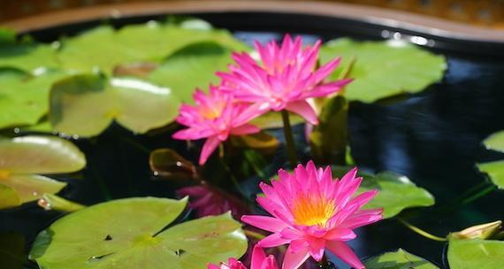 睡莲的花期及生长周期剖析（了解睡莲花期）