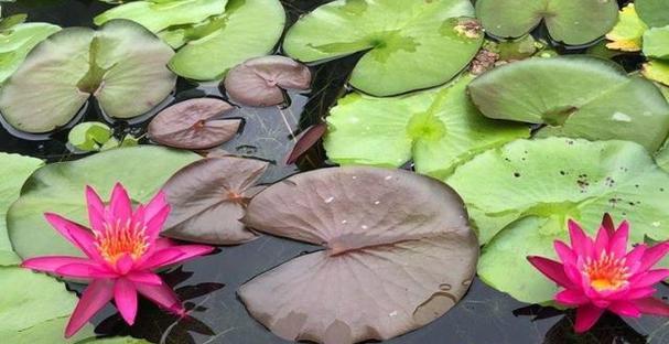 睡莲的花期及生长周期剖析（了解睡莲花期）
