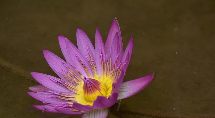 睡莲开花的时节与特点（探寻睡莲开花的奥秘）