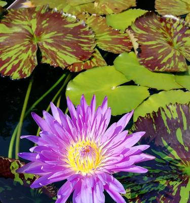 睡莲开花的时节与特点（探寻睡莲开花的奥秘）