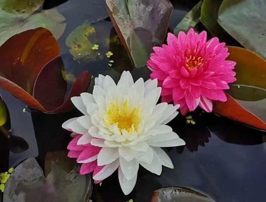 睡莲种植全攻略（掌握最佳种植时间）