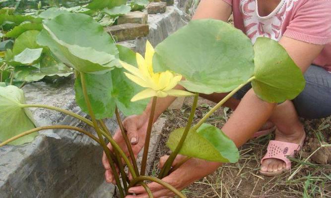 睡莲种植全攻略（掌握最佳种植时间）