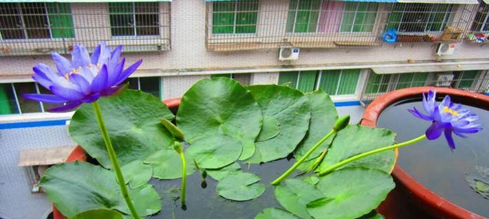 睡莲种植全攻略（掌握最佳种植时间）