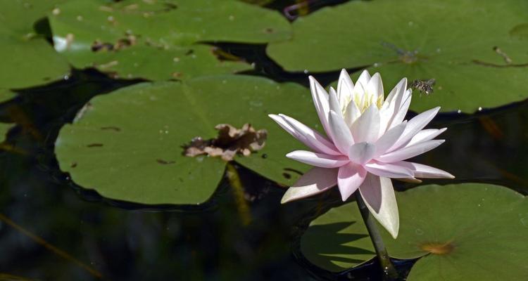 睡莲开花的时间和特点