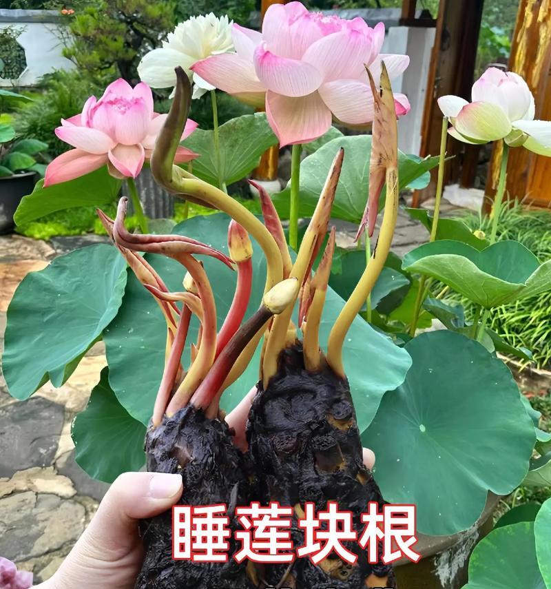 如何成功繁殖和种植睡莲（以块茎为主的种植技巧）