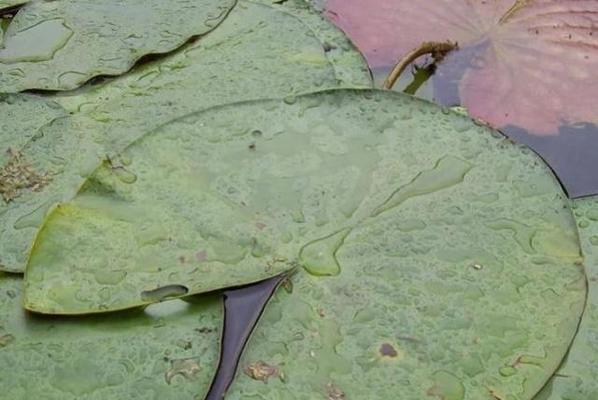 睡莲烂叶子的原因及处理方法（保护水生植物）