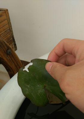 睡莲烂叶子的原因及处理方法（保护水生植物）