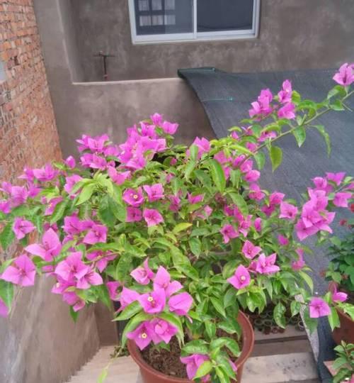 睡莲的喜好（解读睡莲生长环境的温度关系）
