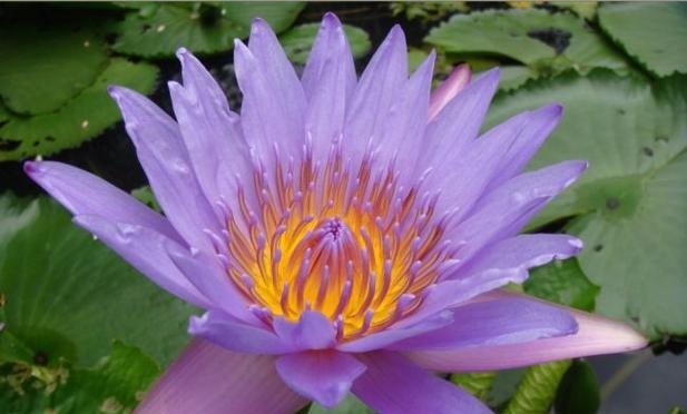 睡莲四季开花的奥秘（一种不受季节限制的美丽）