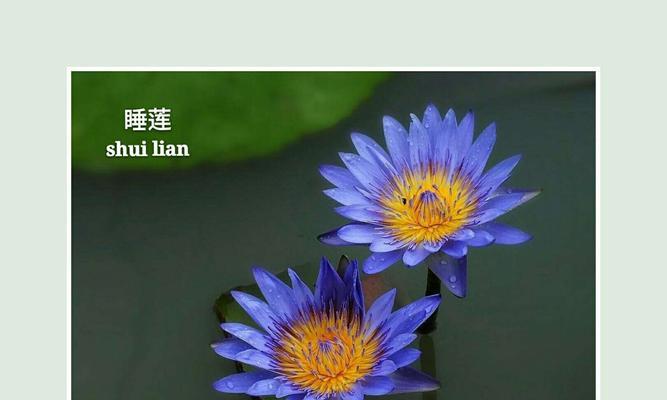 睡莲不开花的原因（探究睡莲不开花的主要因素和对策）