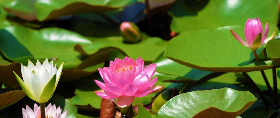 缤纷睡莲花海（探秘睡莲的多彩世界）