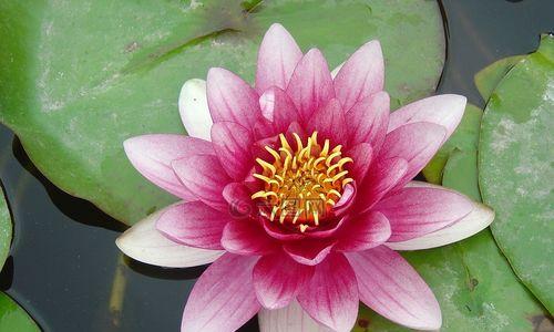 缤纷睡莲花海（探秘睡莲的多彩世界）