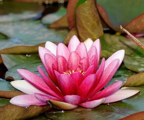 缤纷睡莲花海（探秘睡莲的多彩世界）