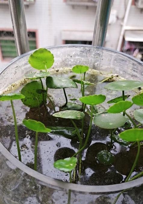 如何正确修剪睡莲（睡莲修剪方法详解）