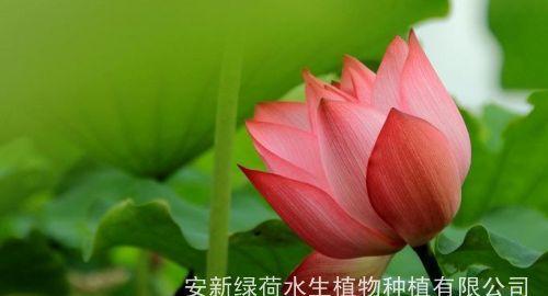 睡莲种子的种植时间（几月份种植最合适）