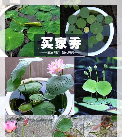 睡莲种子有毒吗（探究睡莲种子的毒性与应对措施）