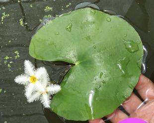 睡莲种子有毒吗（探究睡莲种子的毒性与应对措施）