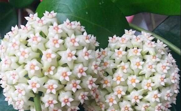 如何正确养护睡香花（睡香花开花技巧与注意事项）