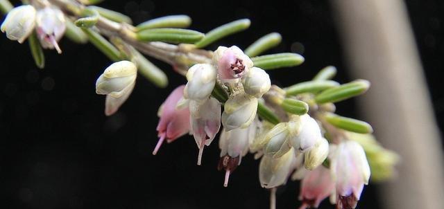 斯里兰卡国花之美丽的蓝花楹（了解斯里兰卡的国花——蓝花楹）