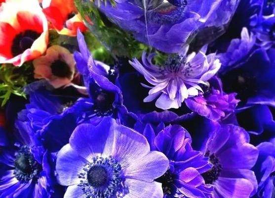 斯里兰卡国花之美丽的蓝花楹（了解斯里兰卡的国花——蓝花楹）