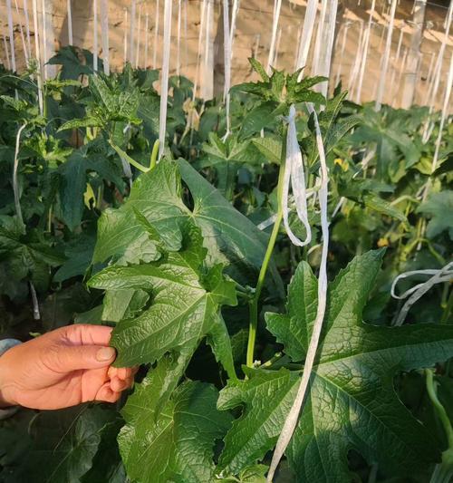 丝瓜花的性别——单性花还是双性花（探寻丝瓜花的繁殖奥秘）