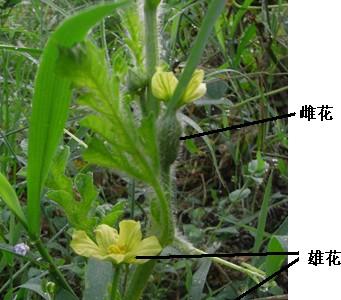 丝瓜花的性别——单性花还是双性花（探寻丝瓜花的繁殖奥秘）
