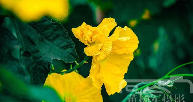 丝瓜花的颜色及特点（揭秘丝瓜花的神秘面纱）