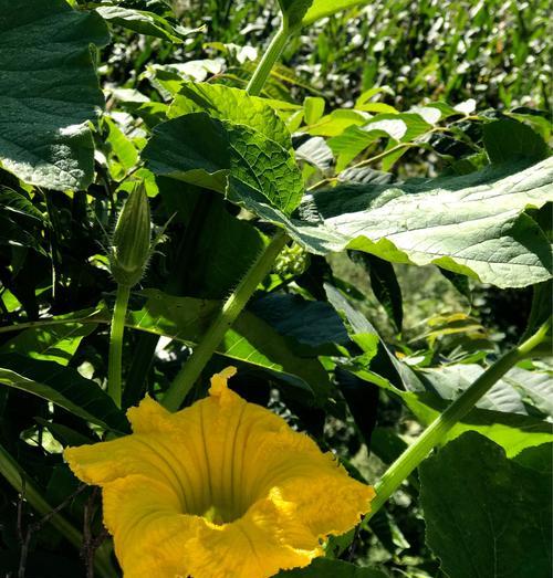丝瓜花的颜色及特点（揭秘丝瓜花的神秘面纱）
