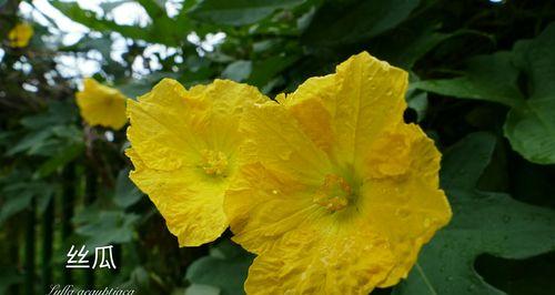 丝瓜种植攻略（从选种到收获）