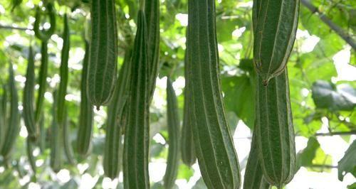 丝瓜种植攻略（从选种到收获）