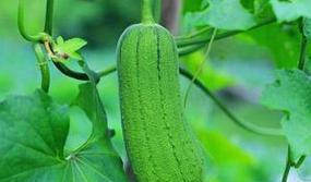 如何保存丝瓜（冷冻还是放冰箱）