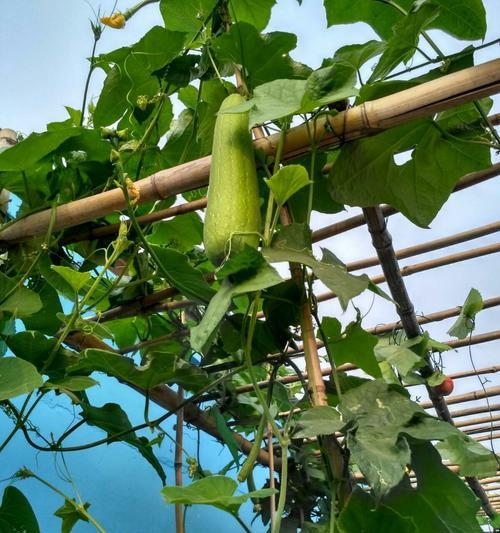 如何选择适宜的播种时间来种植丝瓜（了解丝瓜的生长特点）