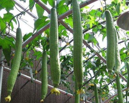 如何选择适宜的播种时间来种植丝瓜（了解丝瓜的生长特点）