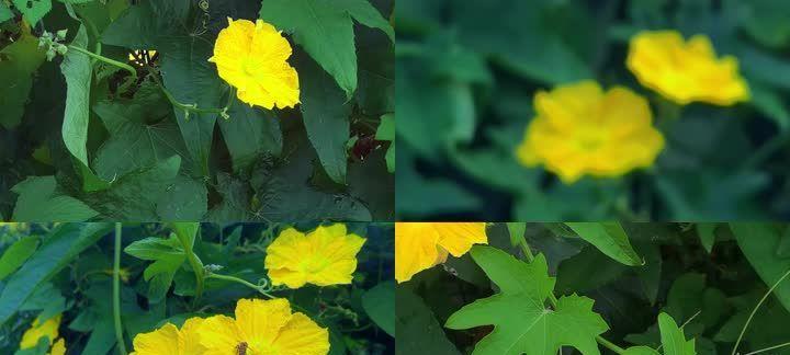 丝瓜的开花结果时间及管理技巧（掌握丝瓜的生长规律）