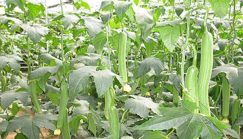丝瓜季节的到来——夏日瓜蔬美味（探寻丝瓜的秘密及美味吃法）
