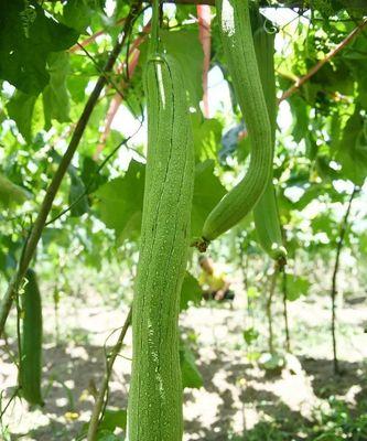 丝瓜季节的到来——夏日瓜蔬美味（探寻丝瓜的秘密及美味吃法）