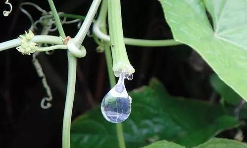 丝瓜的喜水特点（探究丝瓜的水分需求与生长环境）