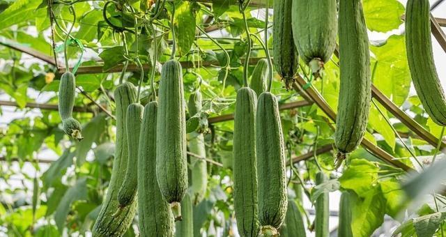 如何正确种植丝瓜（生长周期与每年种植次数的科学规划）