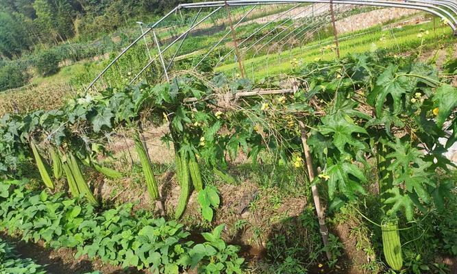 丝瓜种植技巧（掌握种植时间和方法）