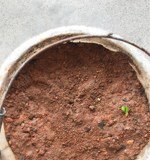 丝瓜种子的营养价值及可食用性（探究丝瓜种子的营养成分和制作方法）