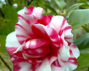 四季茶花耐寒的秘密（从品种选择到栽培技巧）