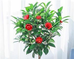四季茶花耐寒的秘密（从品种选择到栽培技巧）